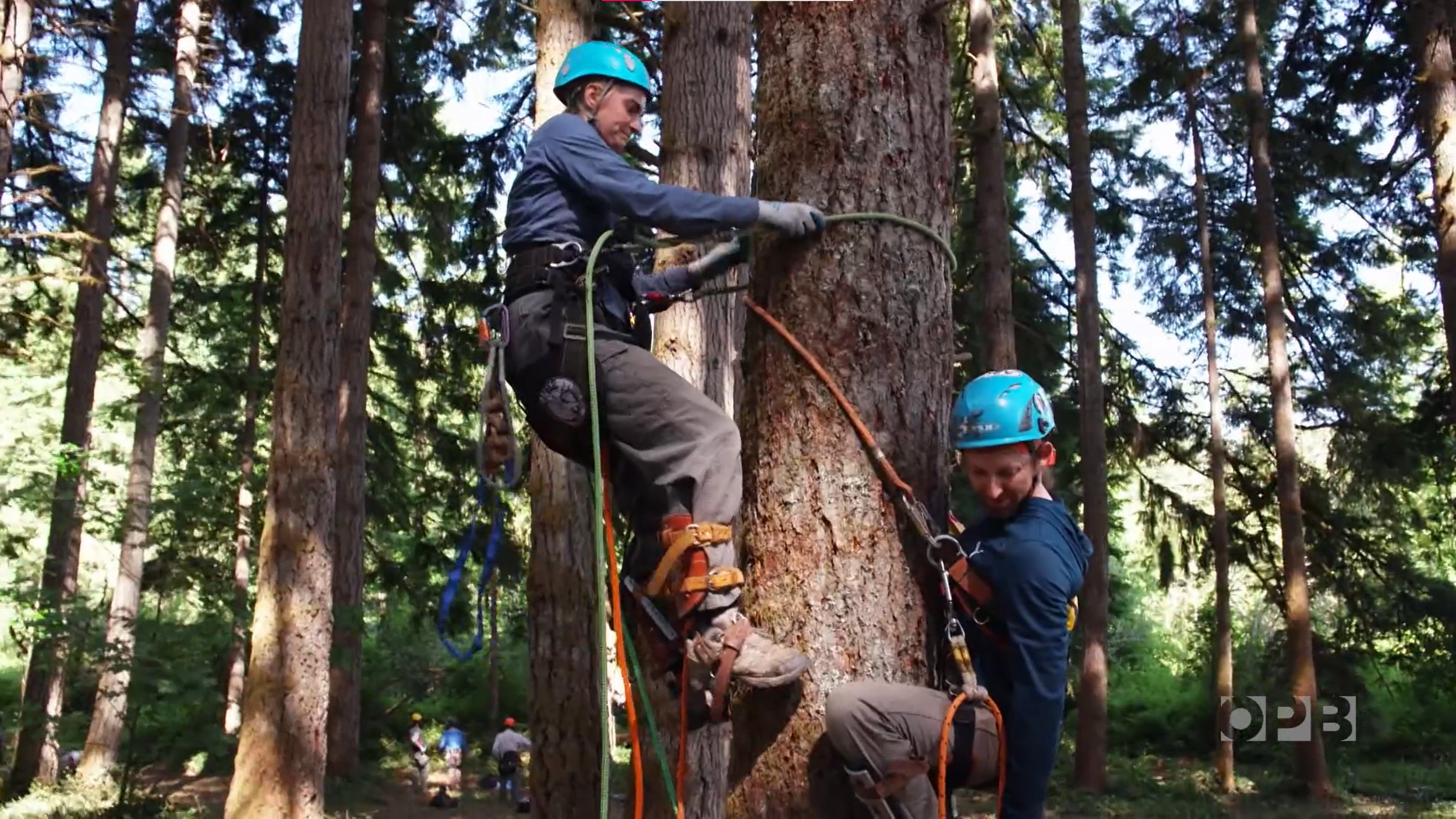 Two people wearing helmets and harnesses are practicing climbing or rappelling on a large tree in a forest.