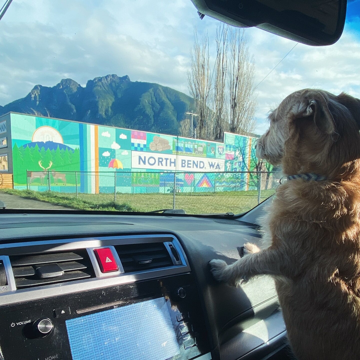 &hellip; ✨ &hellip; 🐕 &hellip; 👩🏼&zwj;🎨 &hellip; 💗 &hellip;
.
When your pup gets excited to see your mural! 🥰
.
#dogmom #artislife #muralartist #snoqualmievalleymuralartist #northbendmural #mygirl
