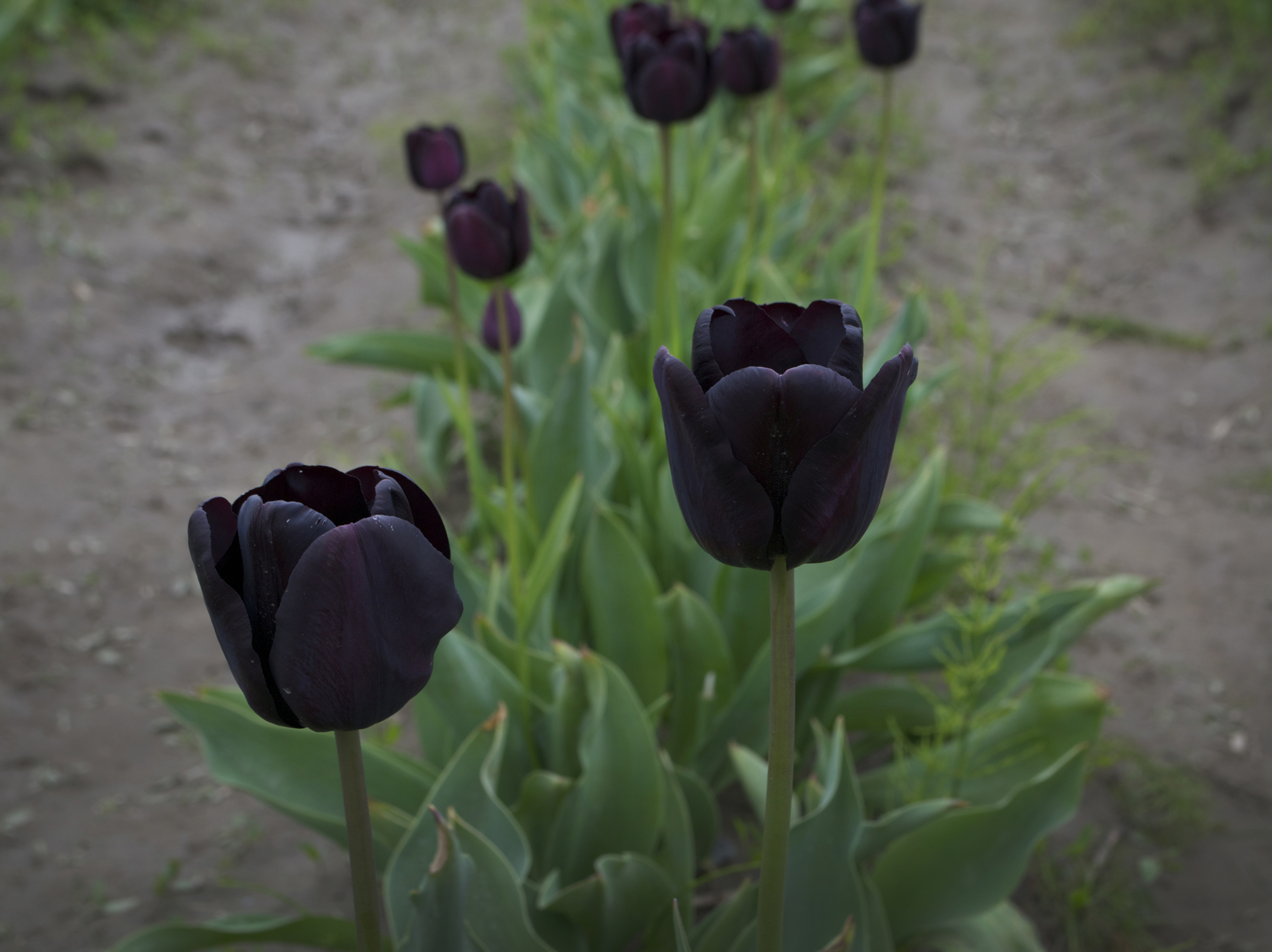 tulips 9.jpg
