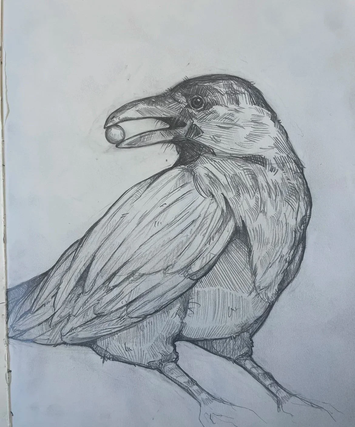 crow.jpg