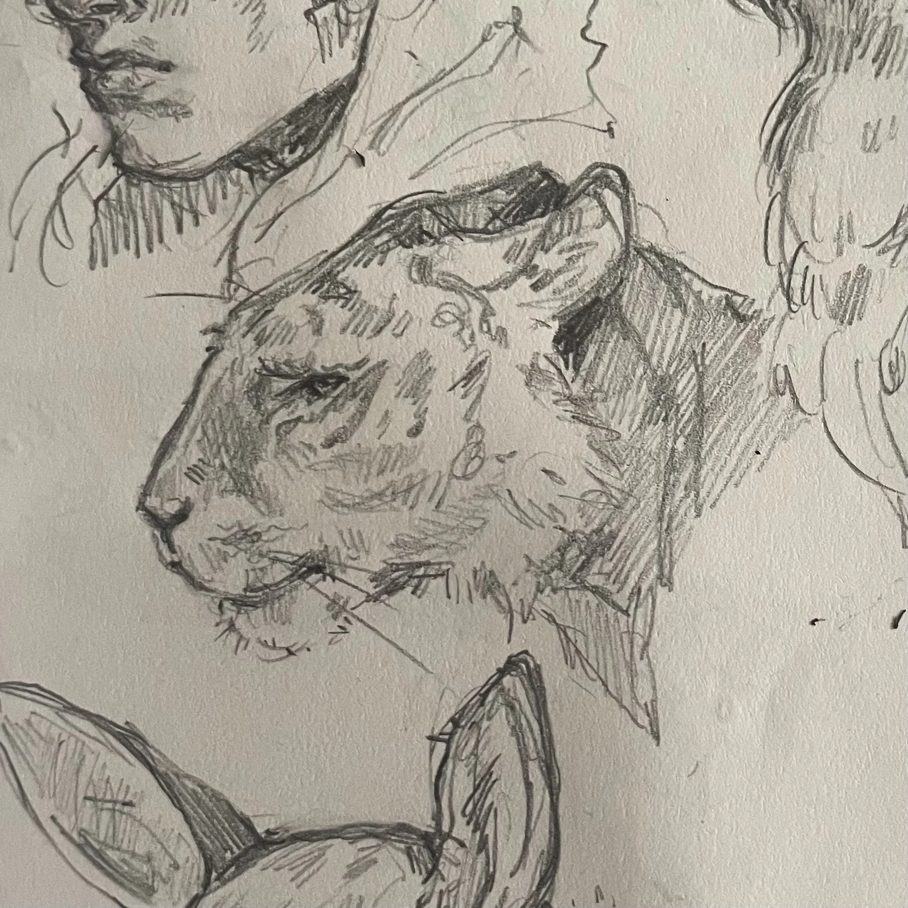 tiger.jpeg