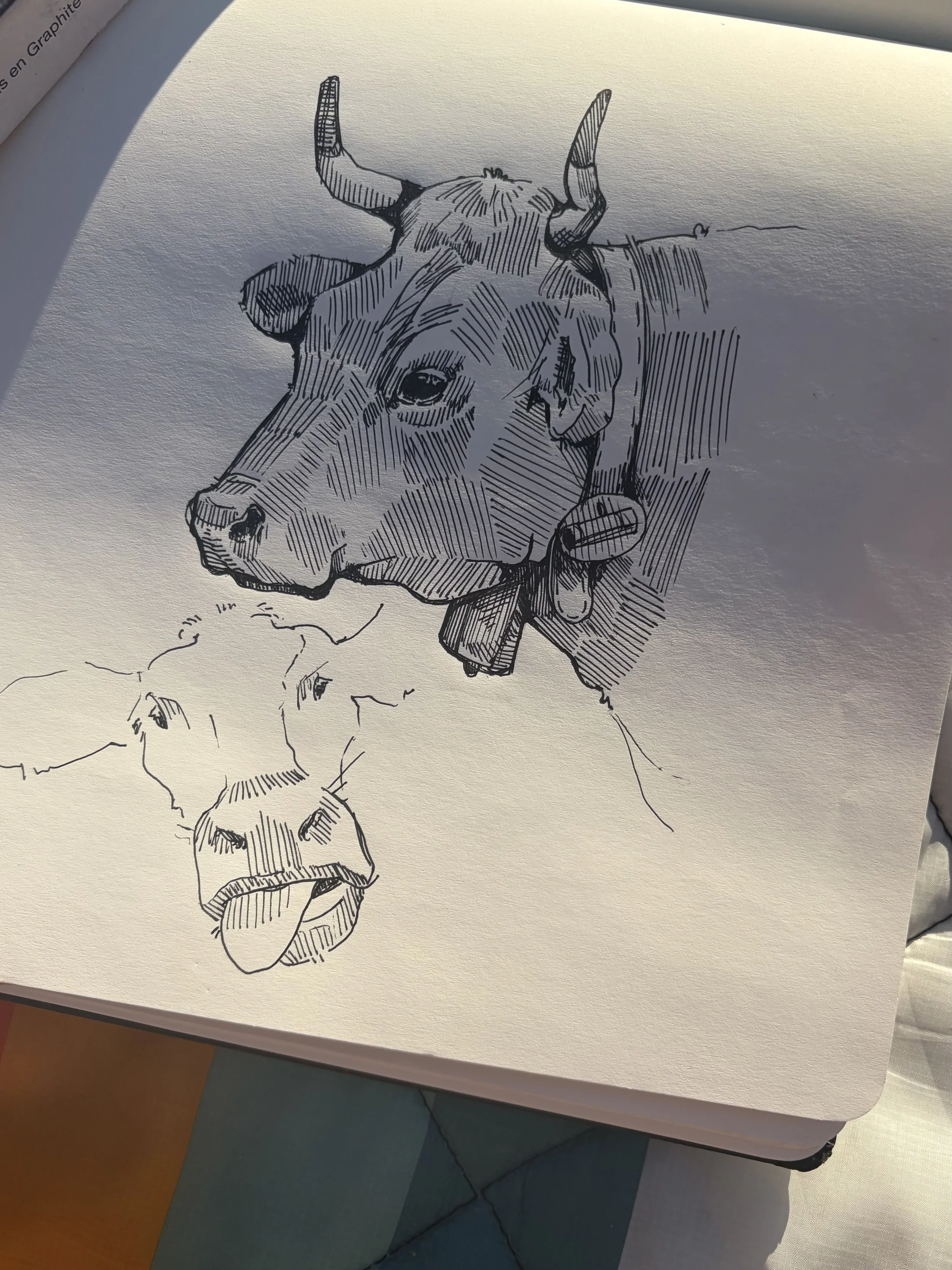 cow.jpeg