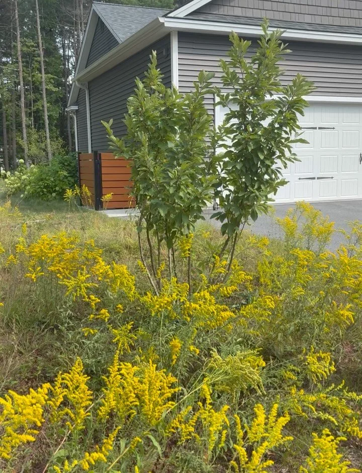 Goldenrod stealing the show again this fall! We are having so much fun with all the native plants moving into this side yard; it feels so ALIVE. I have to be honest this homeowners side yard did not go perfectly according to plan. But that is the fun
