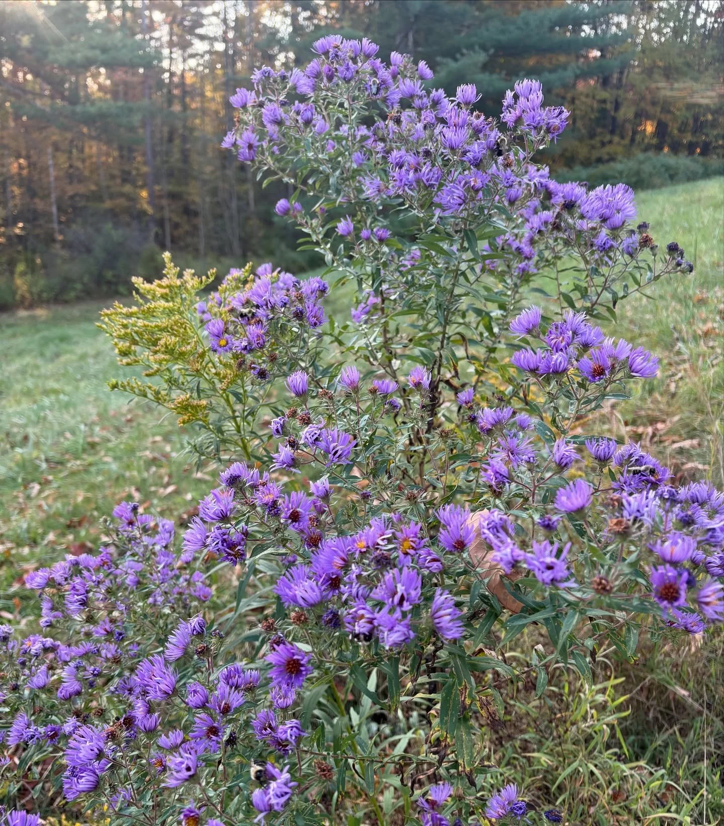 What a year for asters! #northeastnativeplants #asters #fallflowers