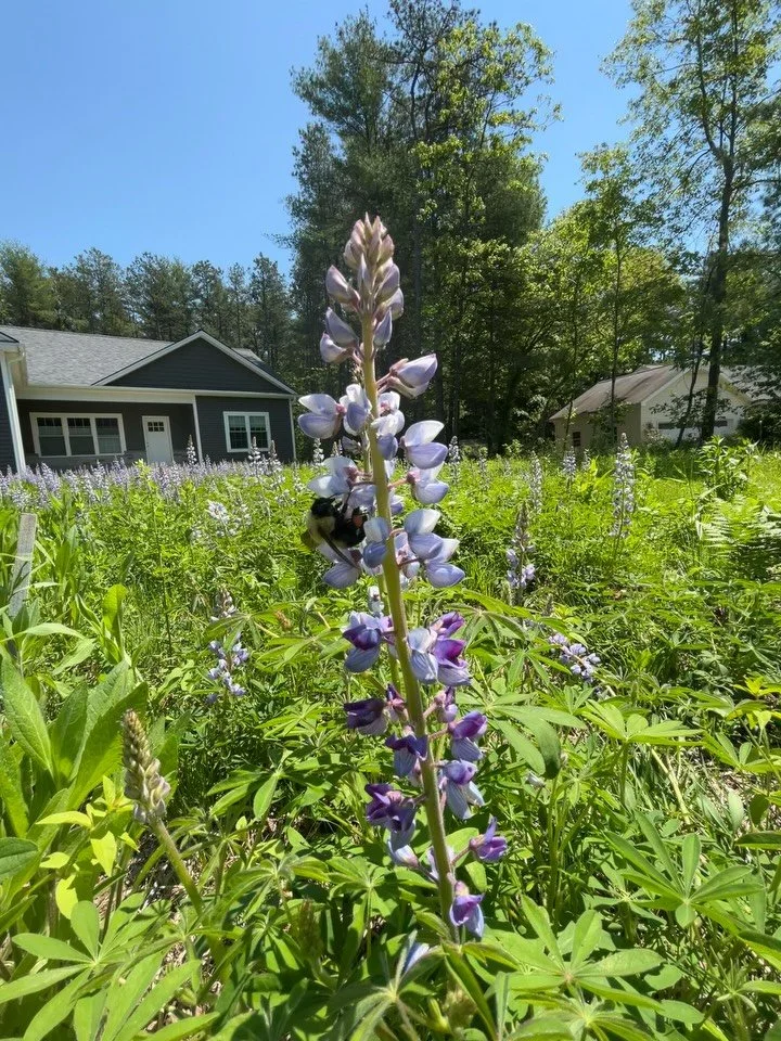 The smallest visitors make the biggest difference 🐝✨ when we plant with intention - native flowers, layered blooms, chemical free care, we create space where life thrives. This is what sustainable landscaping looks like. Not just beauty, but balance