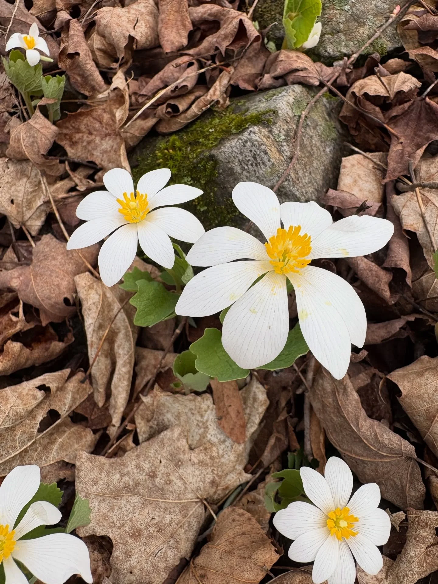 Ahhh Spring time, we made it 🌼 our endorphins have fully kicked in now that we are back outside everyday. We feel so lucky are we to be gardening in and around homes that have such amazing habitat already. 

These Spring Ephemerals are a rarity, as 
