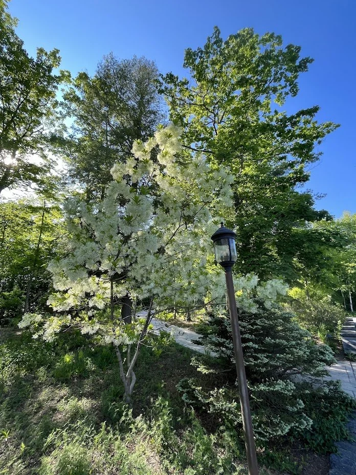 Fringe tree with Blue Spruce New York Garden