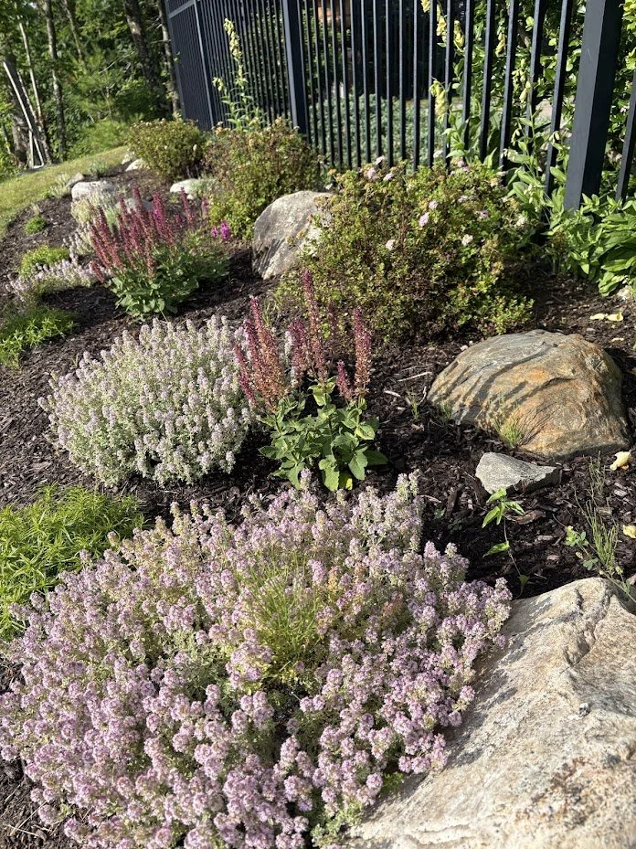 Creeping Thyme, Salvia, and spirea planting garden