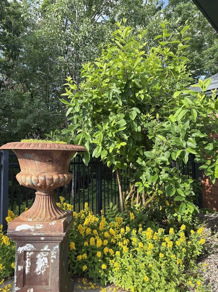 Yellow Loosestrife