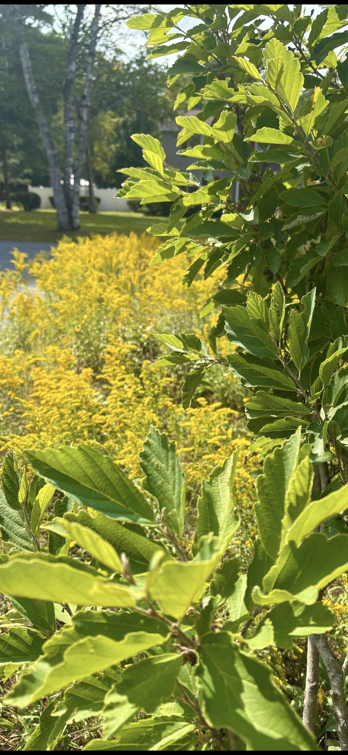 Adirondack Landscape, native planting