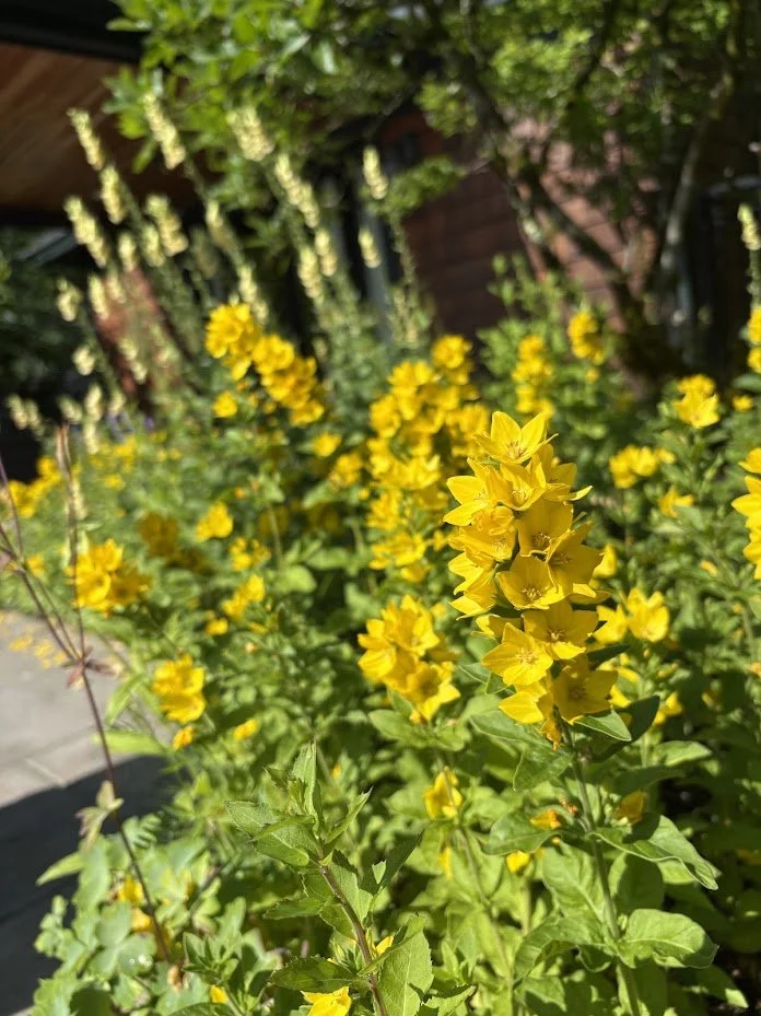 Yellow Loostrife and foxglove garden platning