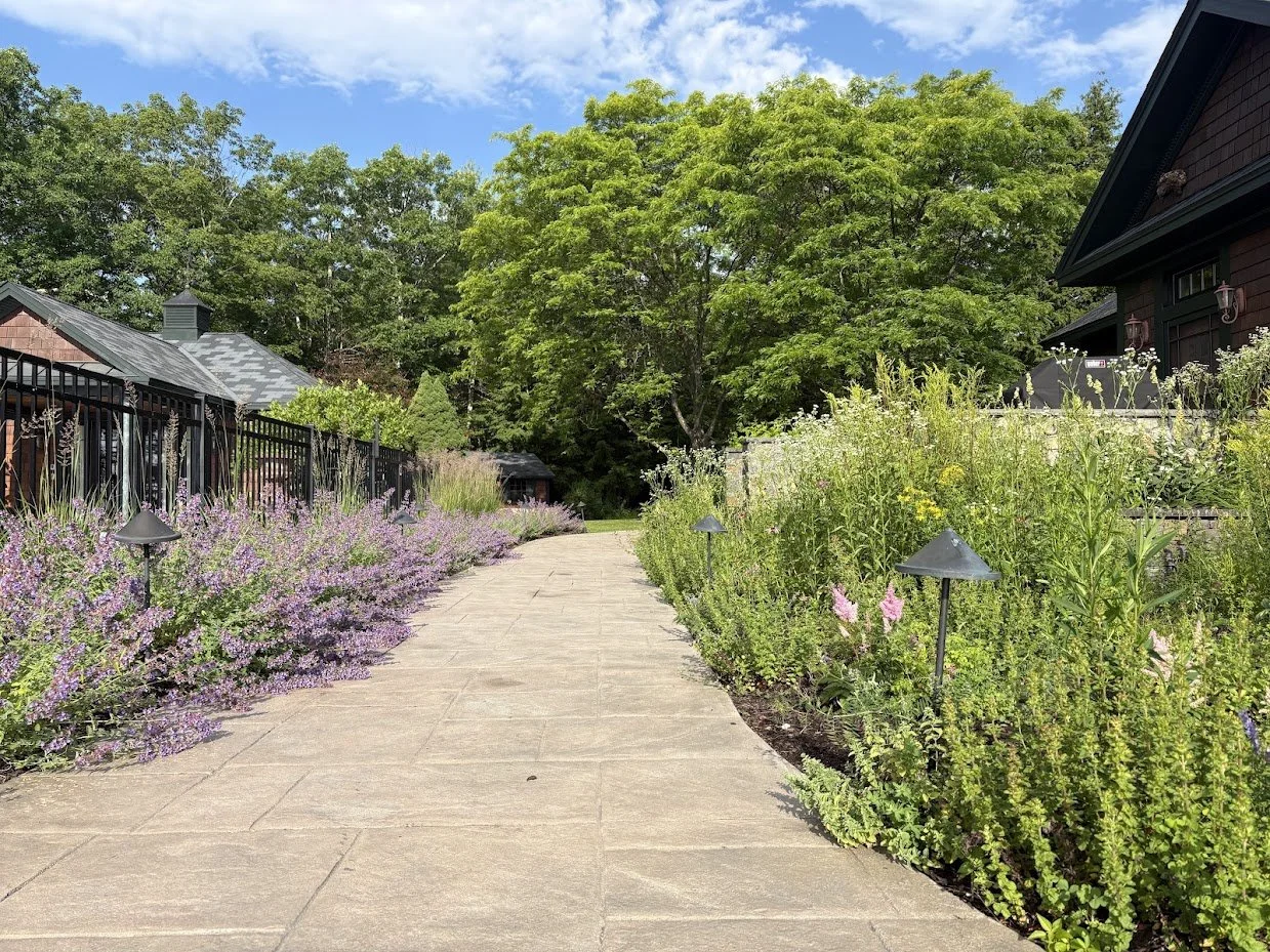 Catmint Garden Planting with Oregano and Early Goldenrod