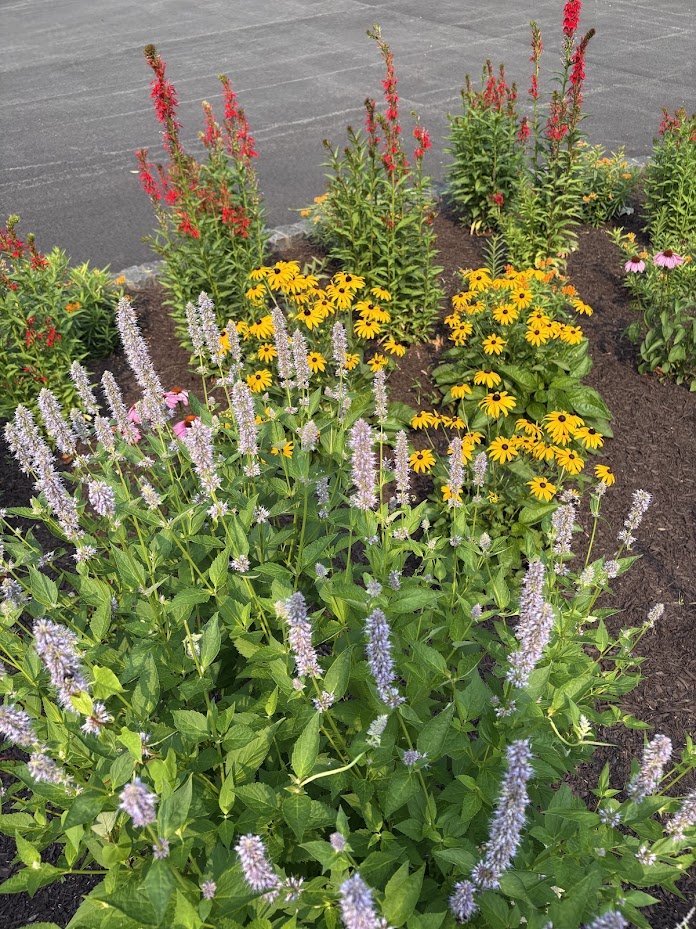 Hyssop, Black Eyed Susan, and Cardinal Flower in Lake George New York Garden Planting