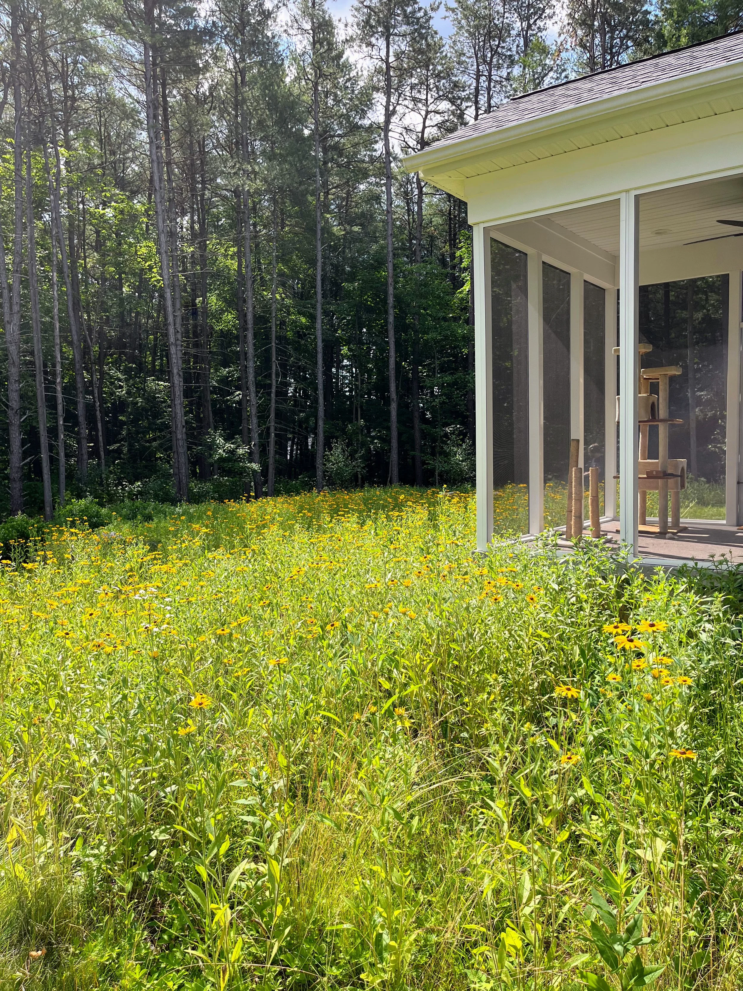Adirondack Native Landscape