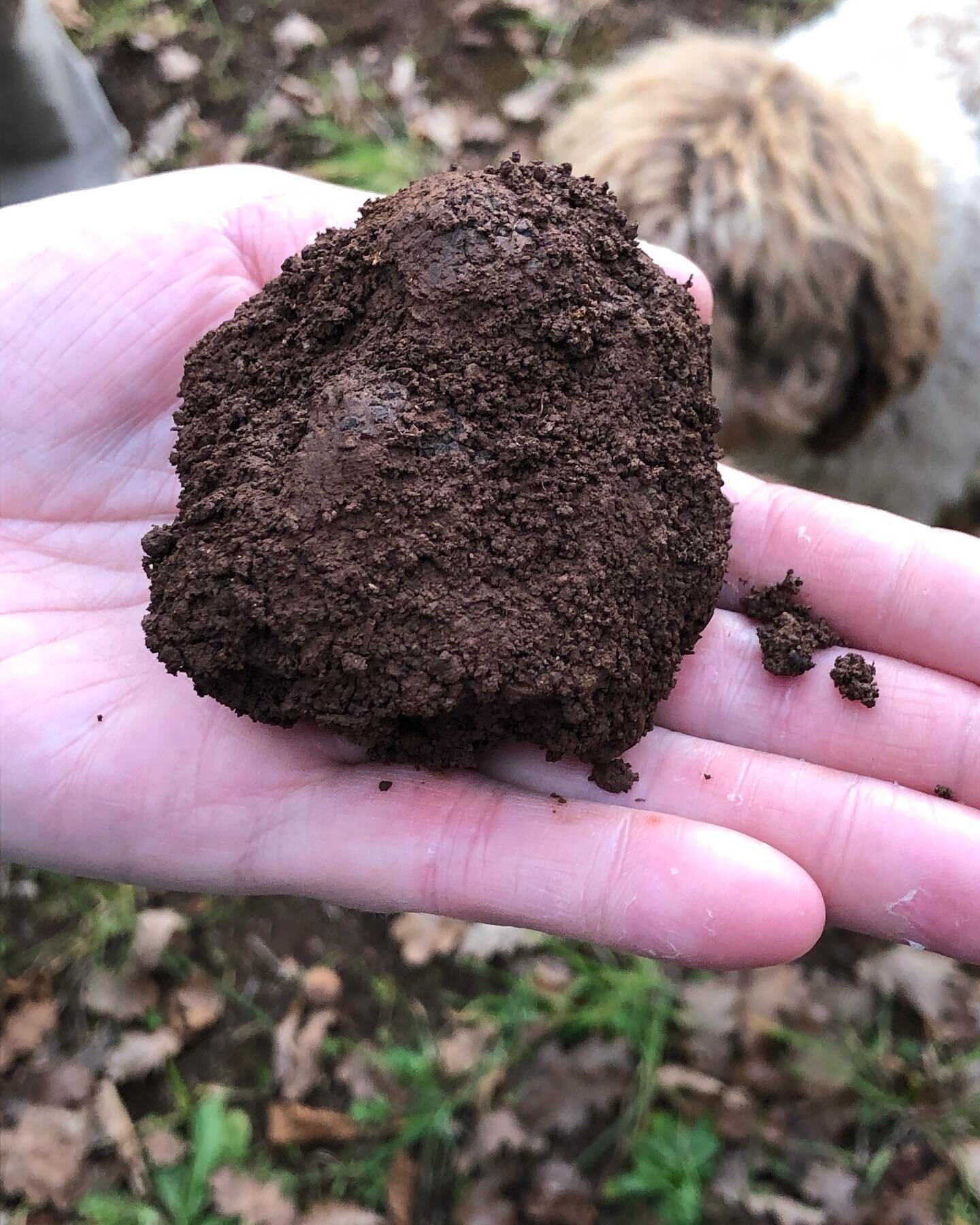 The rewards of a cold winter: truffle, just unearthed, with a clever dog in the background. #whatsritaeating #truffles #winter #yarravalleytruffles