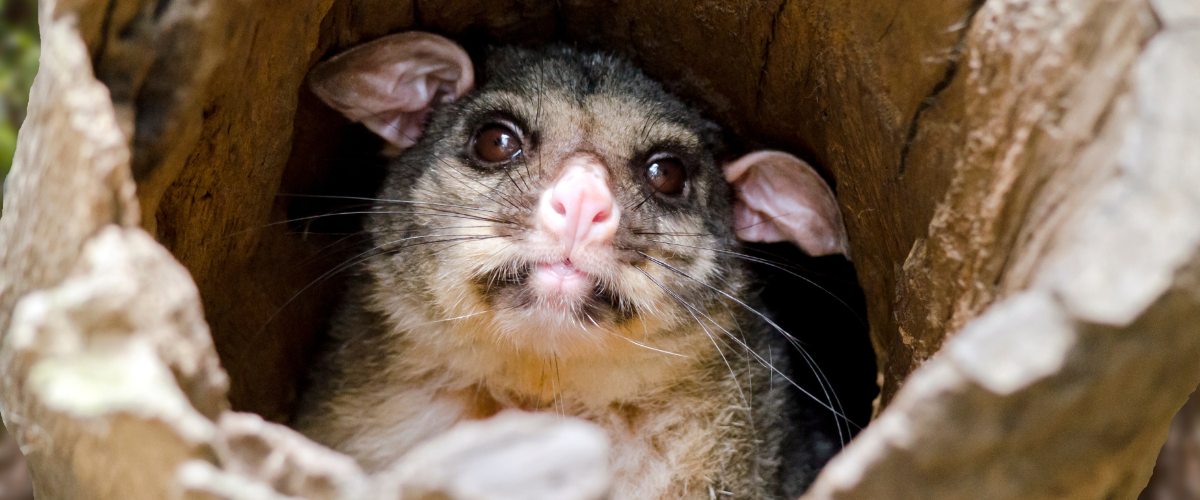 Threatens Northern Beaches Wildlife