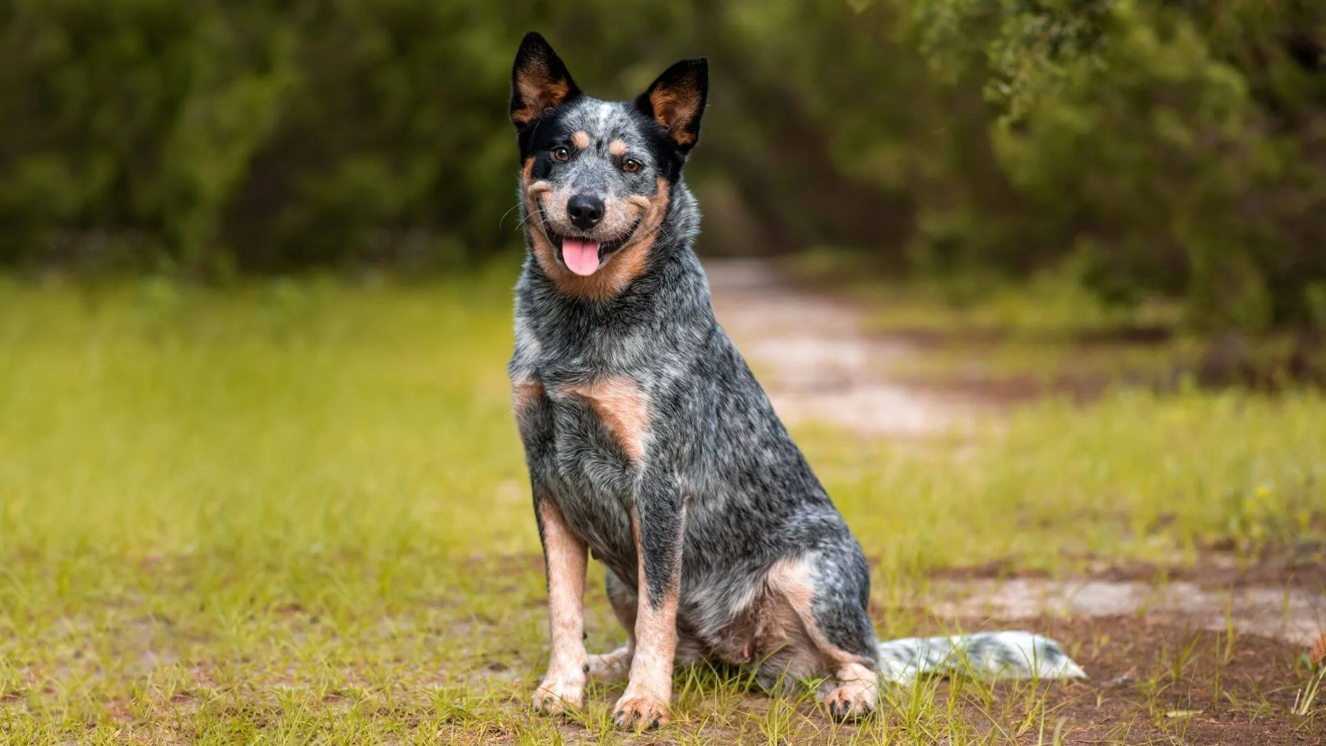 Dog featured in the 1080 Watch Map campaign