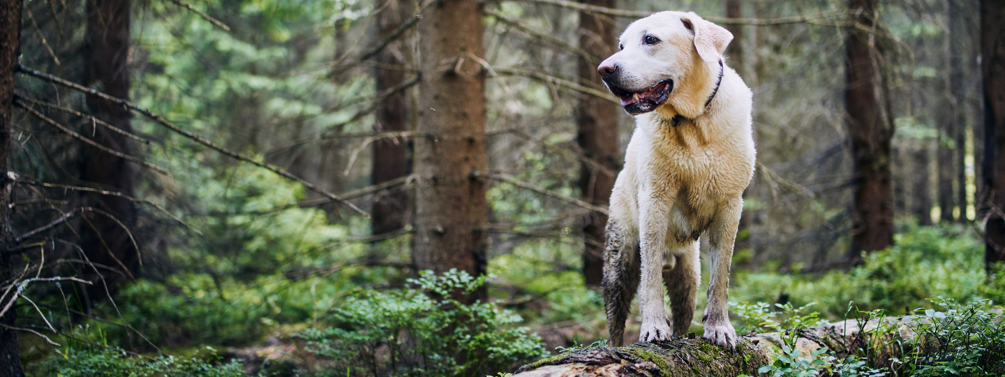 1080 poison warning sign in a NSW national park.