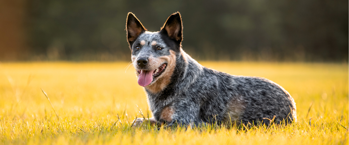 Lethal to All Mammals