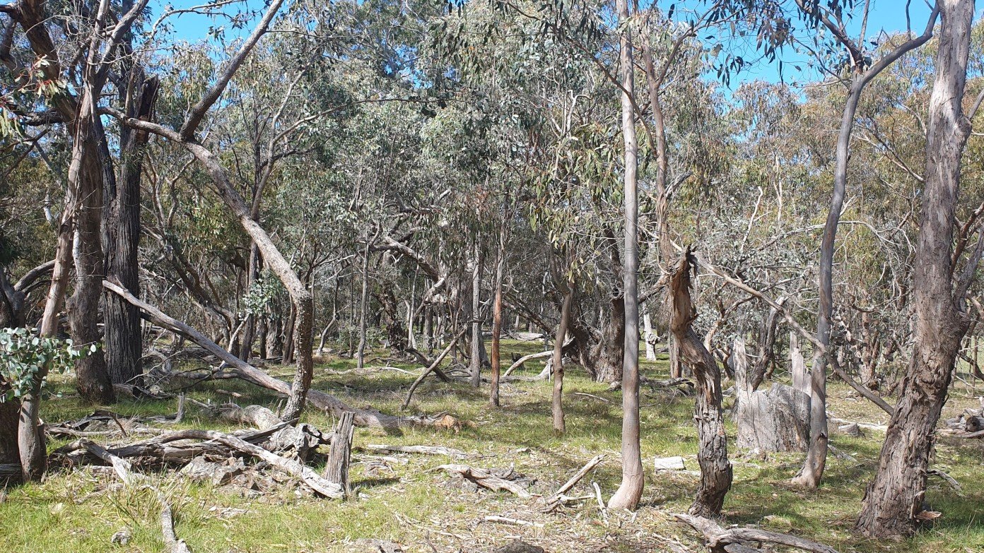 Bango Nature Reserve