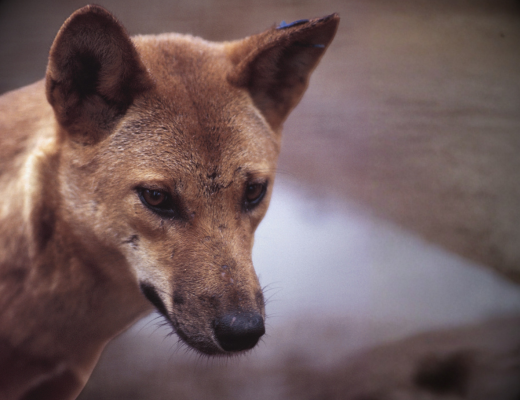 Dingo — a native species killed as non-target bait casualties in 1080 baiting programs