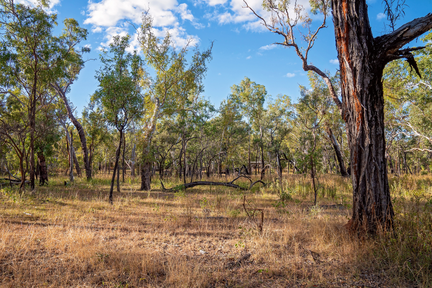 Coolumbooka Nature Reserve | Coalition Against 1080 Poison