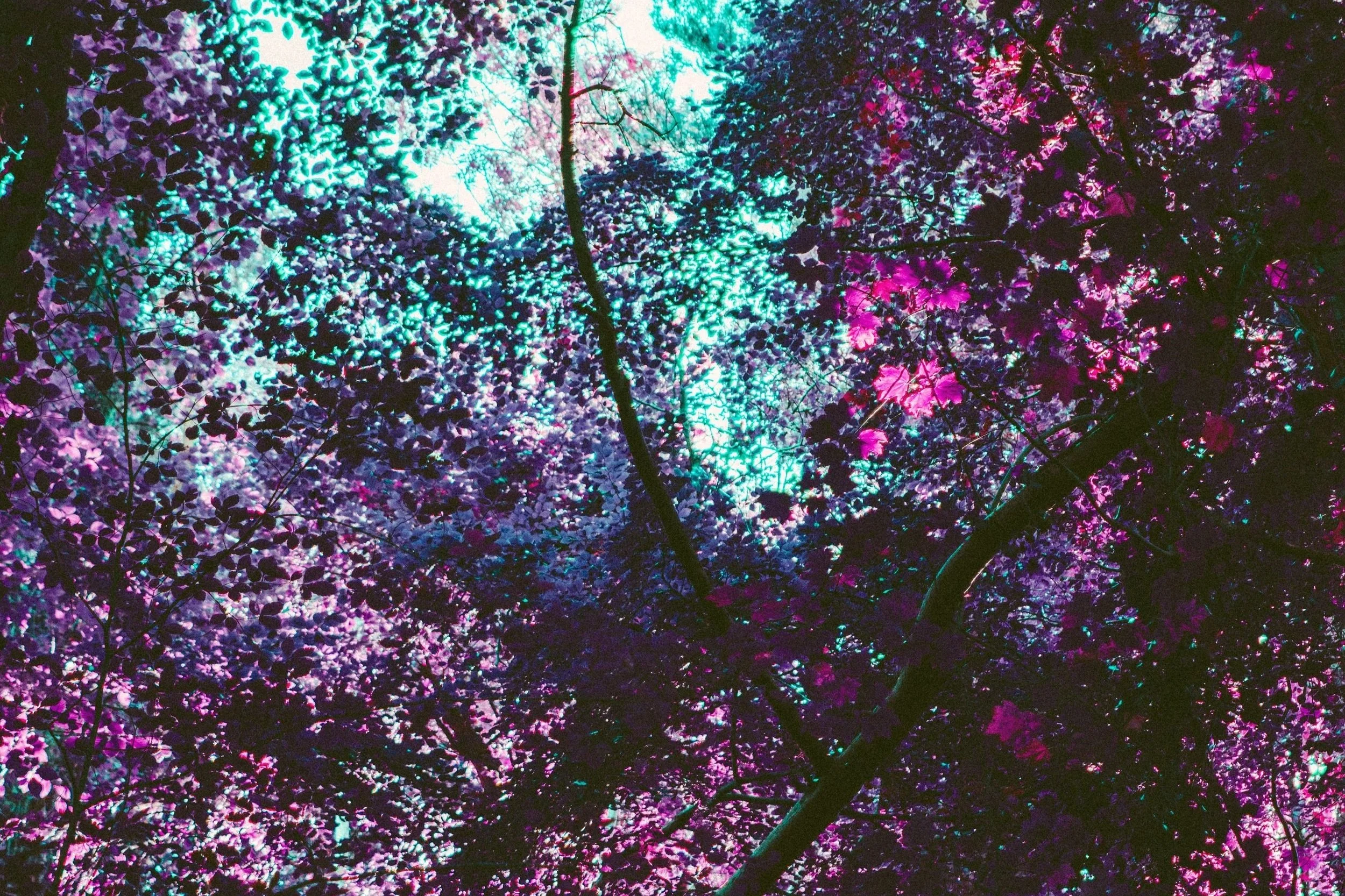 What Is Psychedelic Integration? A Guide for Entrepreneurs and Founders