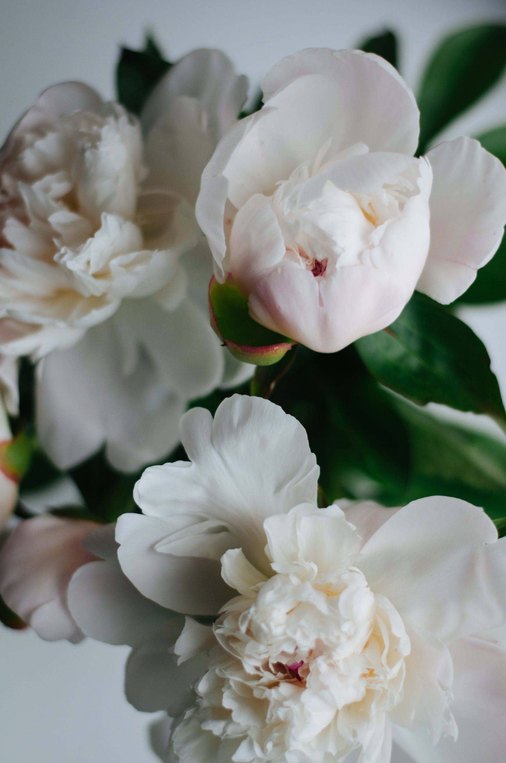 Womens Botanicals: Peonia lactiflora — SARAH ROBERTS