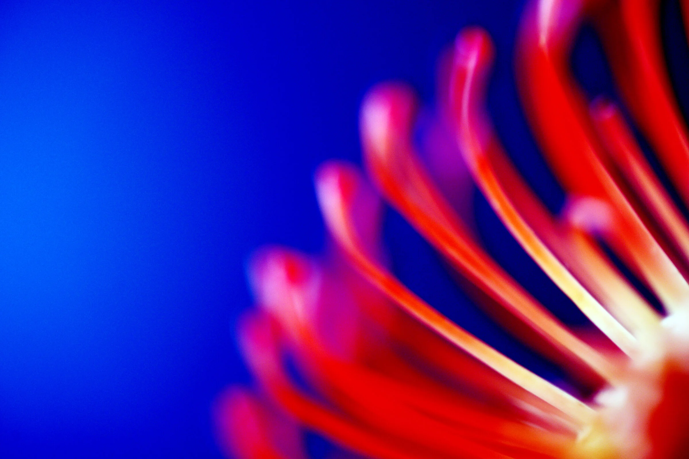 FLOWER_2874CM2.jpg