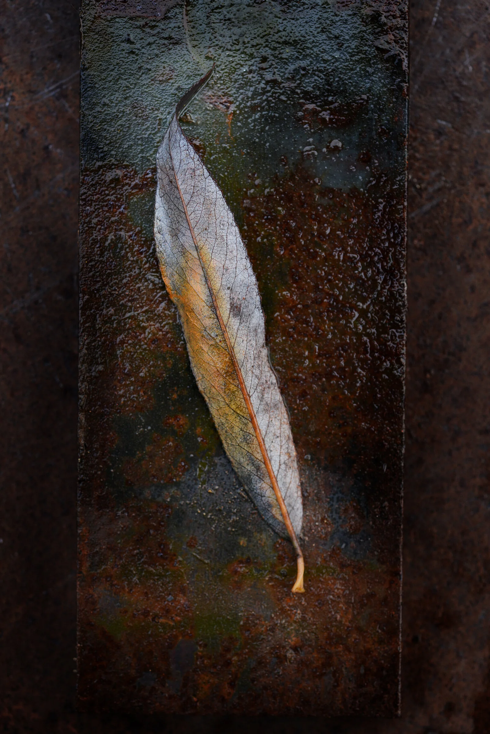 LEAF-WITH-RUST_1337CM1.jpg