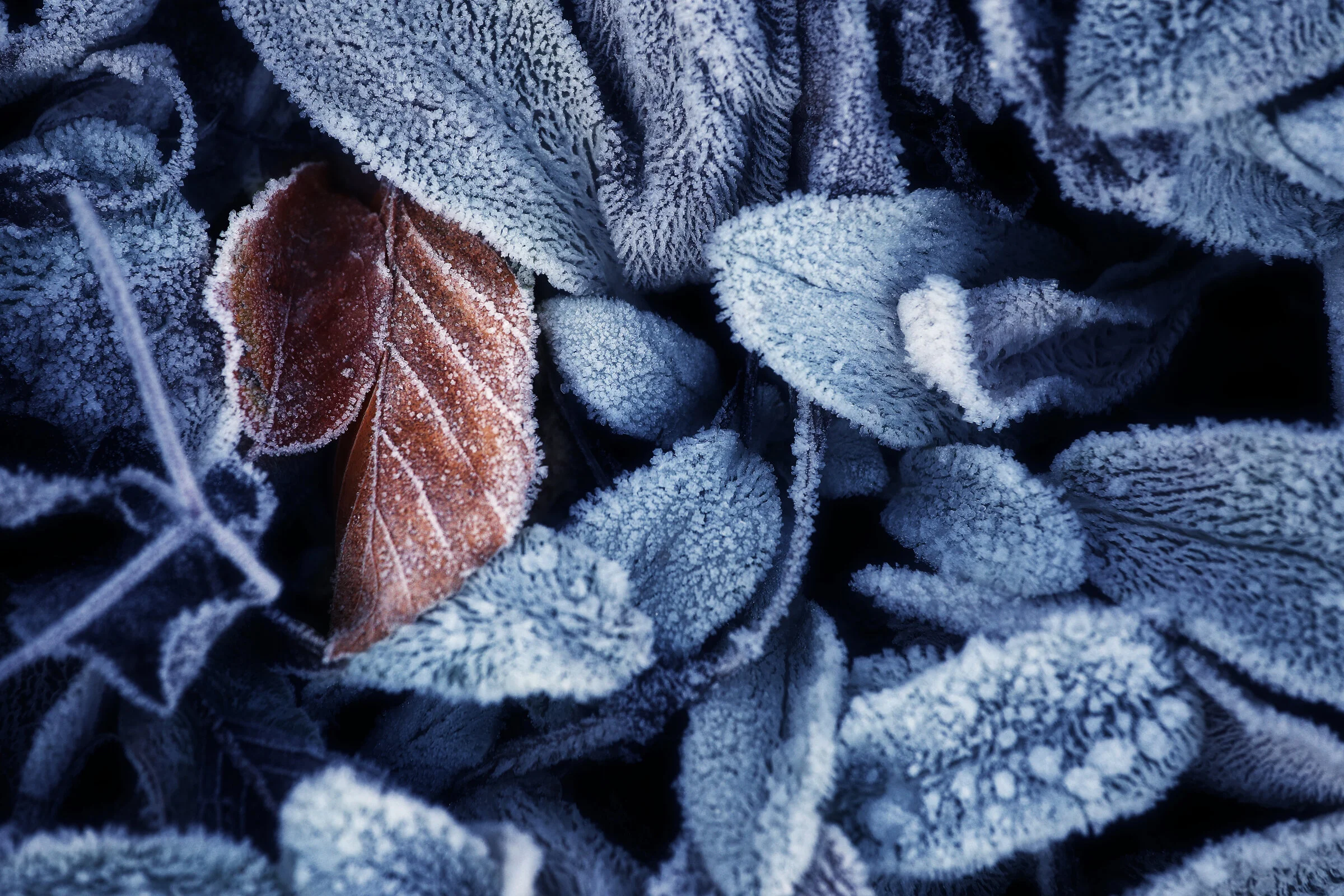 FROST_0959CM3.jpg