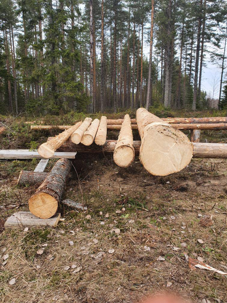 Wir haben Holz!