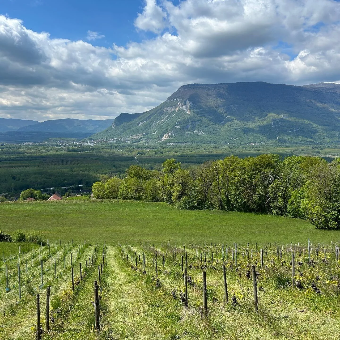 🍇 c&rsquo;est le printemps (ou presque) 🌱

1. La belle parcelle de la cuv&eacute;e Haut les C&oelig;urs de @charlottesonjon 
2. La vigne qui pleure dans les vignes de Charlotte sous le Ch&acirc;teau de Brison St Innocent
3. La tronche de cake qui n