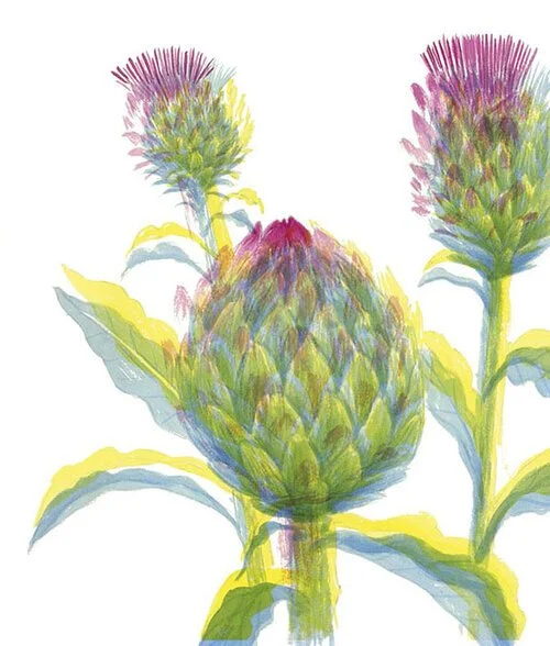 Artisjok, illustratie uit van Honingbij tot Hagelslag