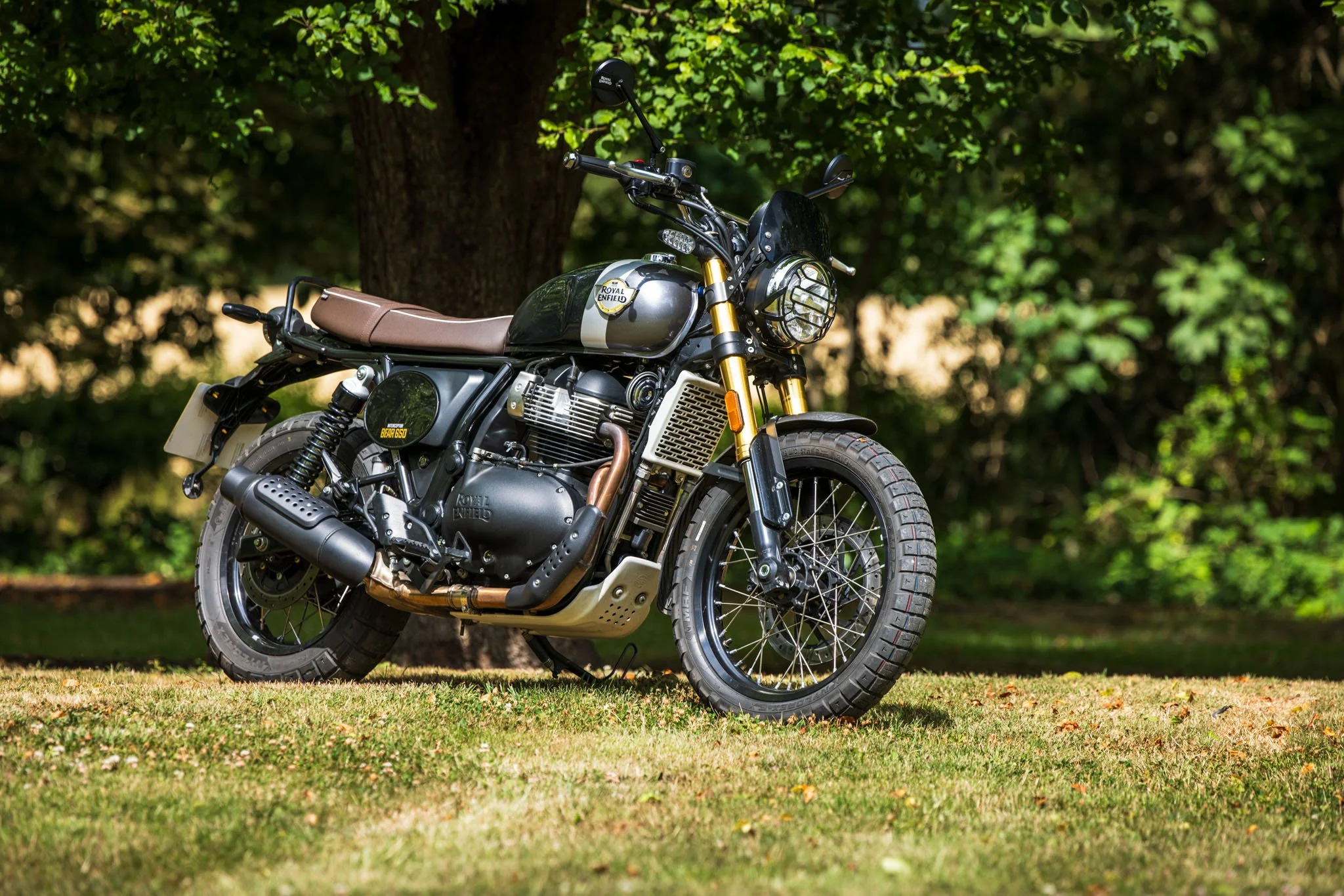 Bear 650-54.jpg