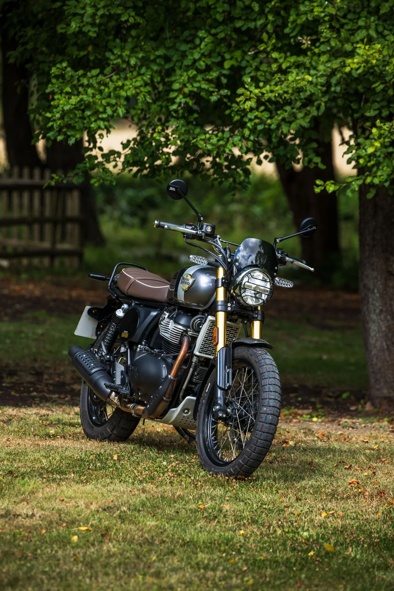 Bear 650-26.jpg