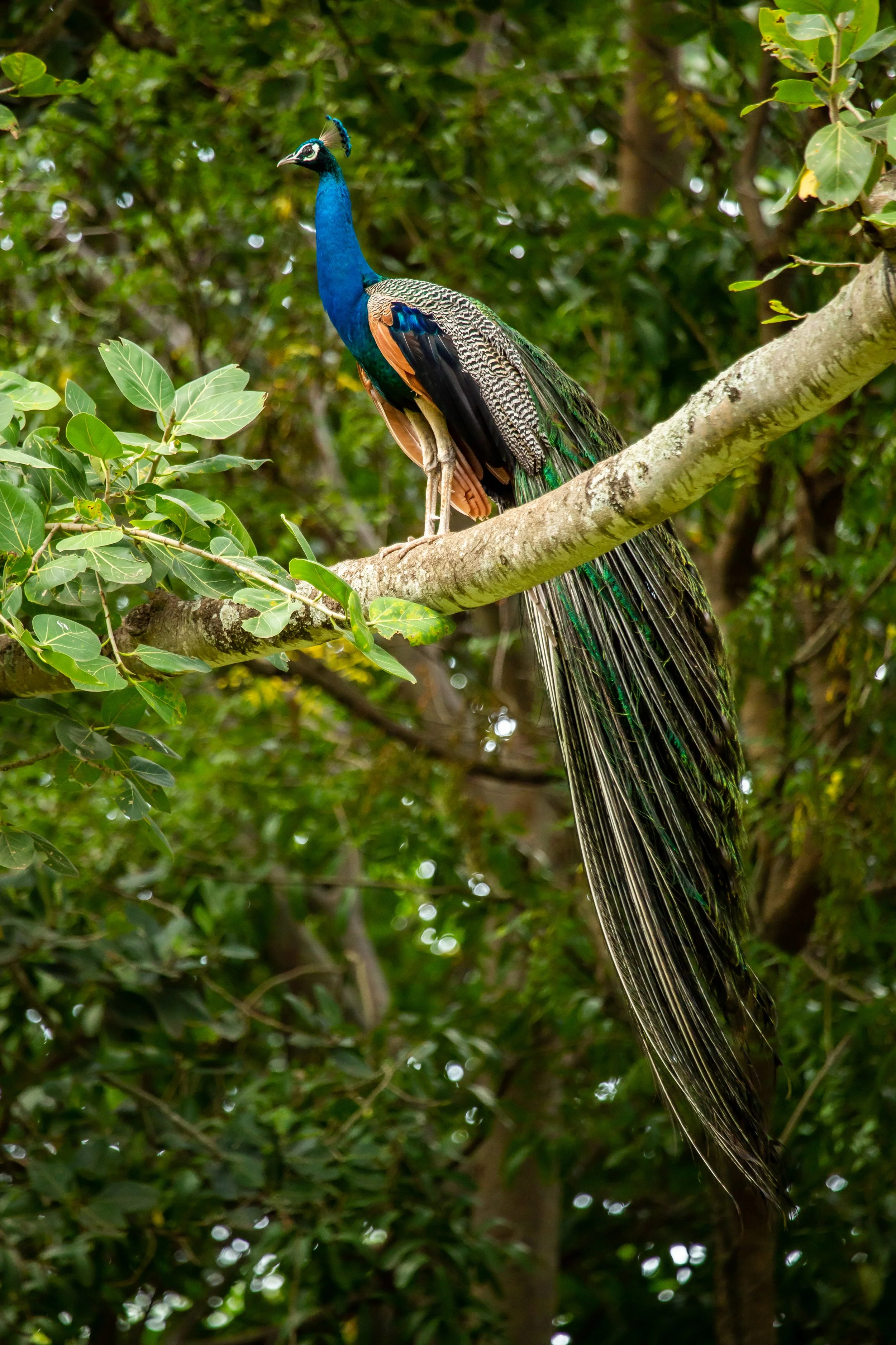 Peacock Biodiversity Park.jpg