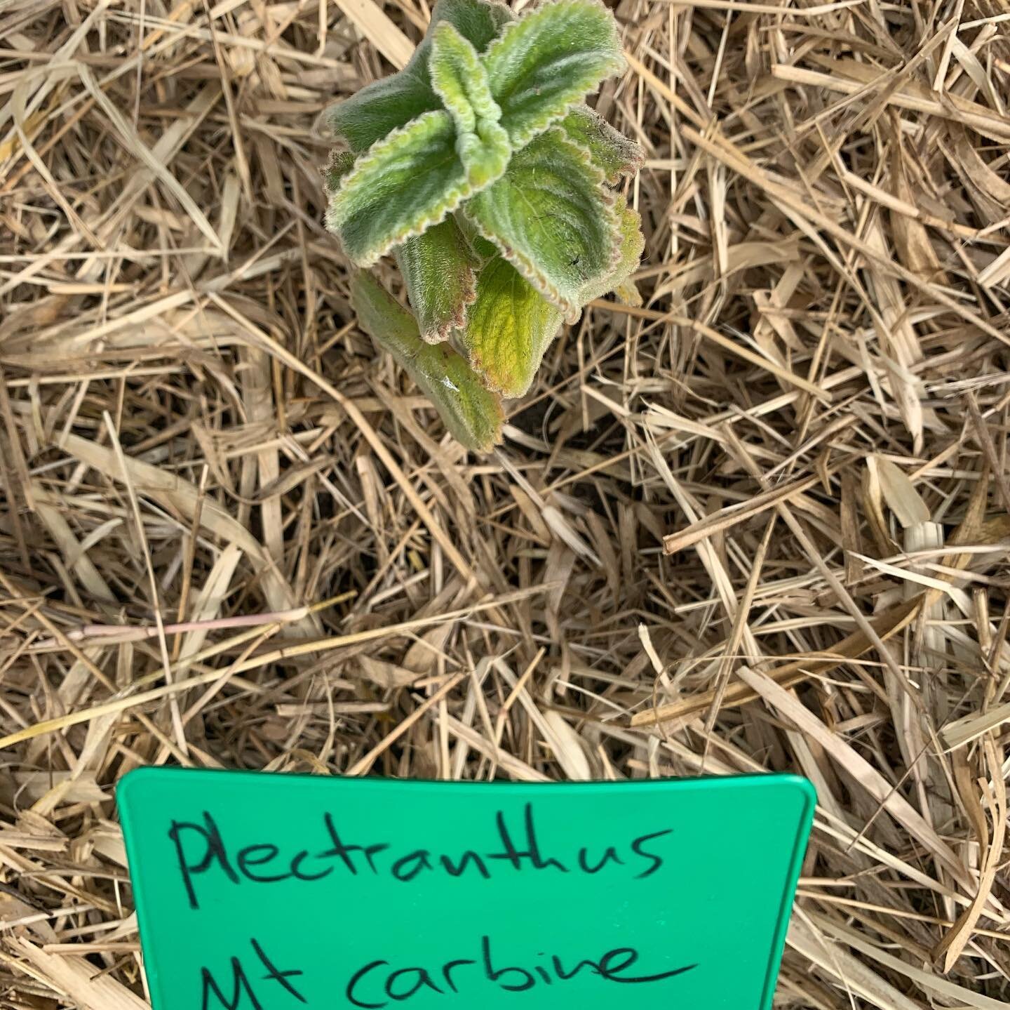 Spring is here! The most wonderful season for planting, growing, and rediscovering your garden and nature. 

At Fairhill our journey of restoring this special place continues. Our mother stock garden down near the seasonal creek is home to incredible