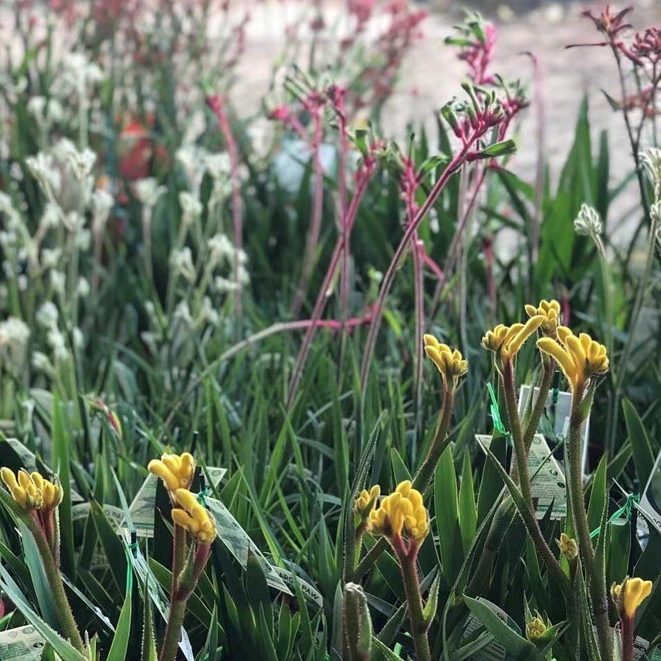 Anigozanthos Kangaroo paw galore, including Bush Bonanza, Bush Diamond and Bush Dance! $14:95 each 😍

Join us at Fairhill this weekend and choose some brilliant colour for your gardens. Works in well drained sunny spots and pots. 

Happy Friday frie