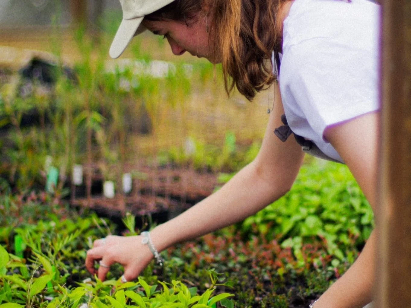 Experience Farm-Fresh, Sustainable Produce at Fairhill Gardens Farm Shop on the Sunshine Coast