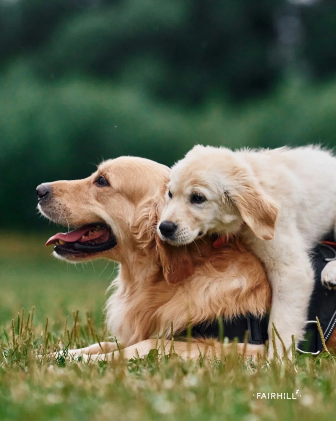 INTERNATIONAL DOG DAY WEEKEND