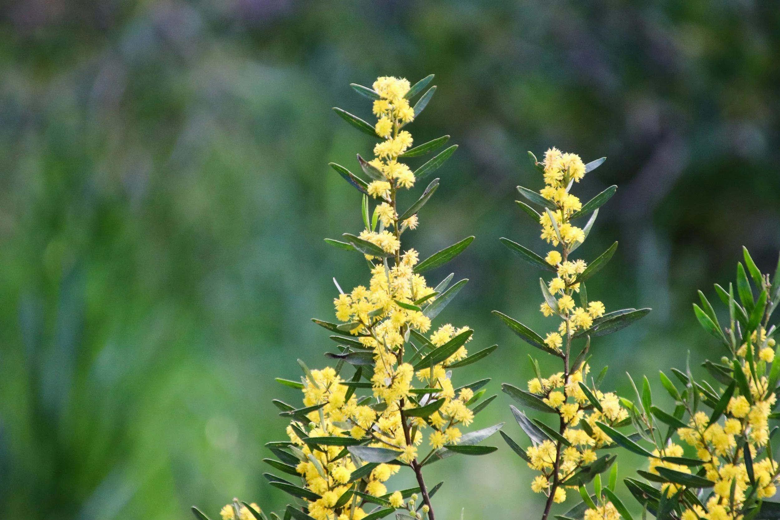 WATTLE DAY
