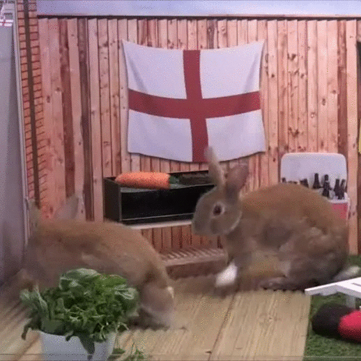 rabbits.gif