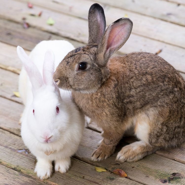 Gallery Detail: Understanding Rabbit Behavior