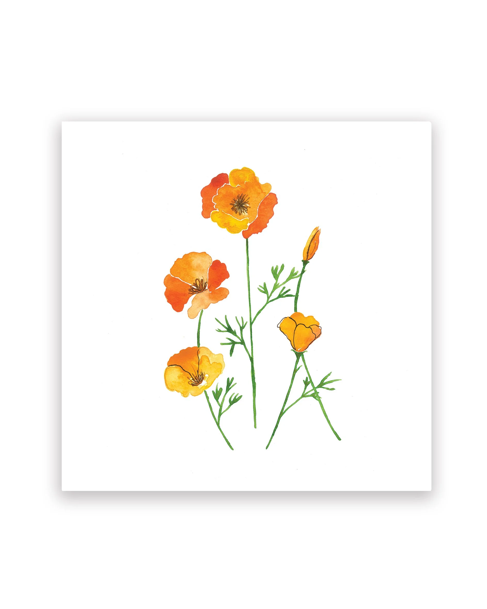 Poppy Medley_8x8_WEBSITE_4x5_RGB.jpg
