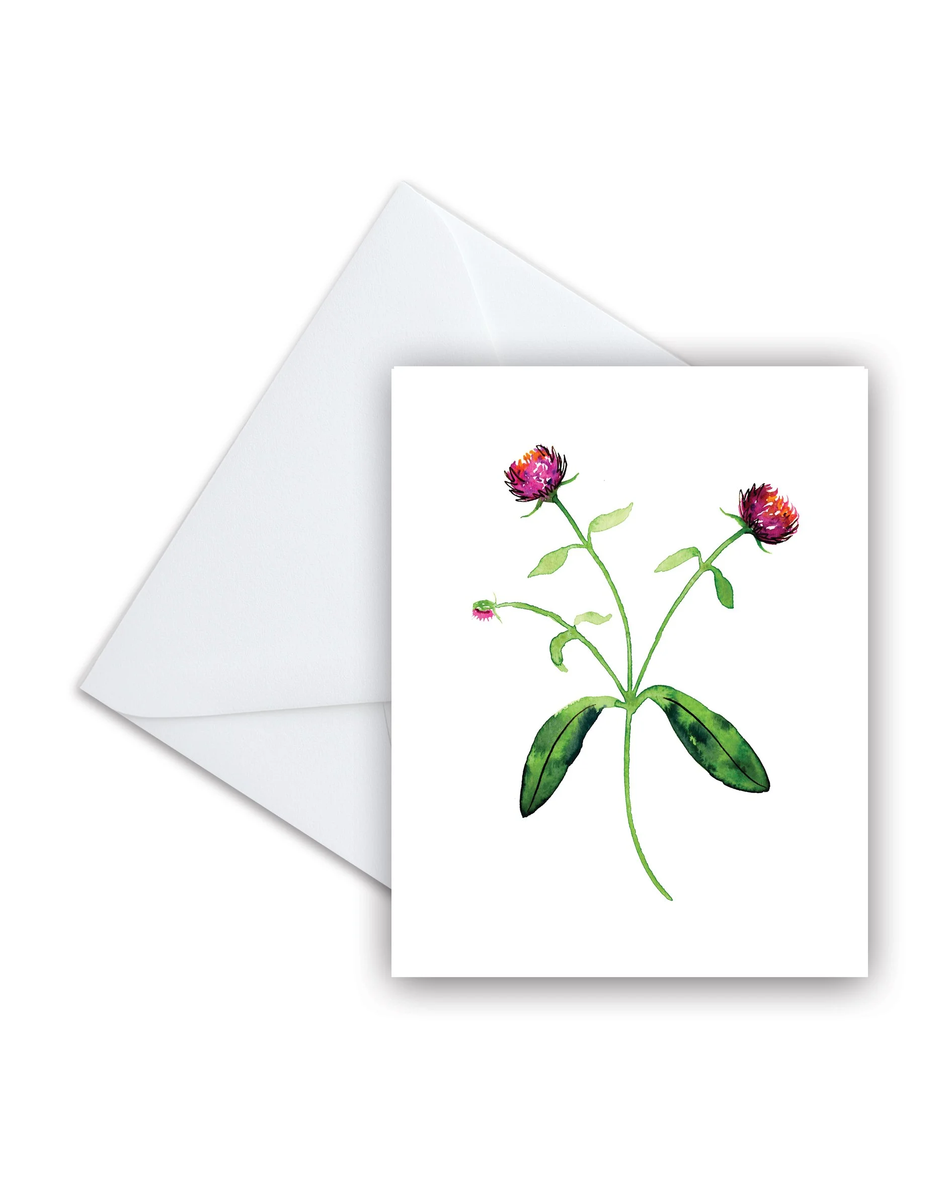 0225_Gomphrena_V3_Envelope_4x5.jpg