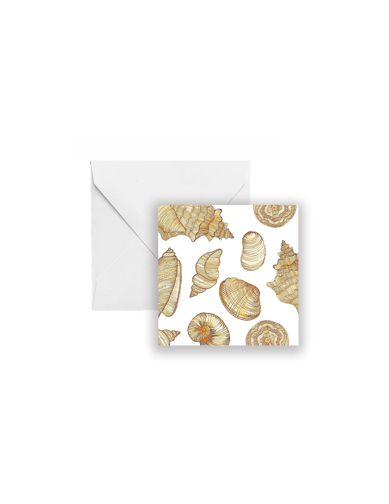 Sea Shell Gift Enclosure