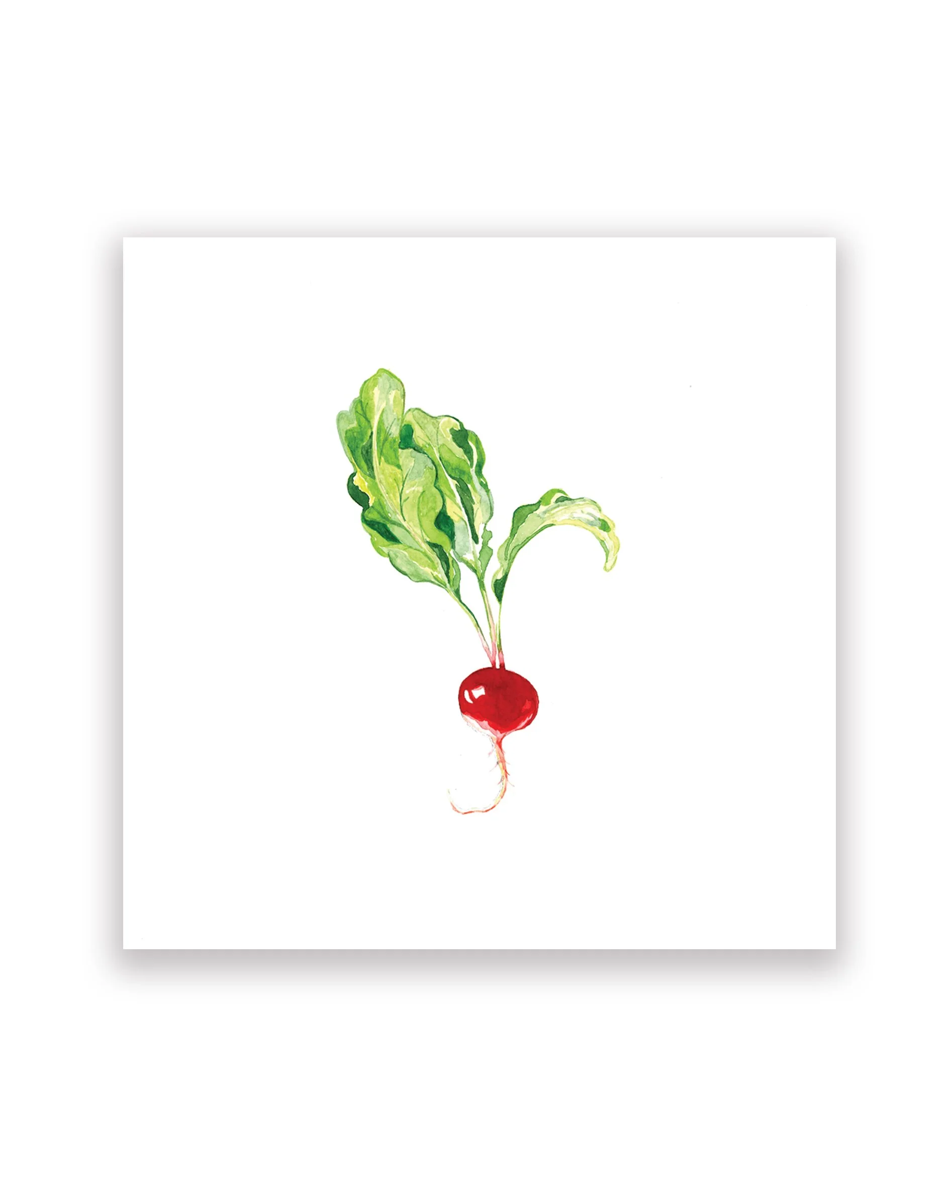 Radish_8x8_WEBSITE_4x5_RGB.jpg