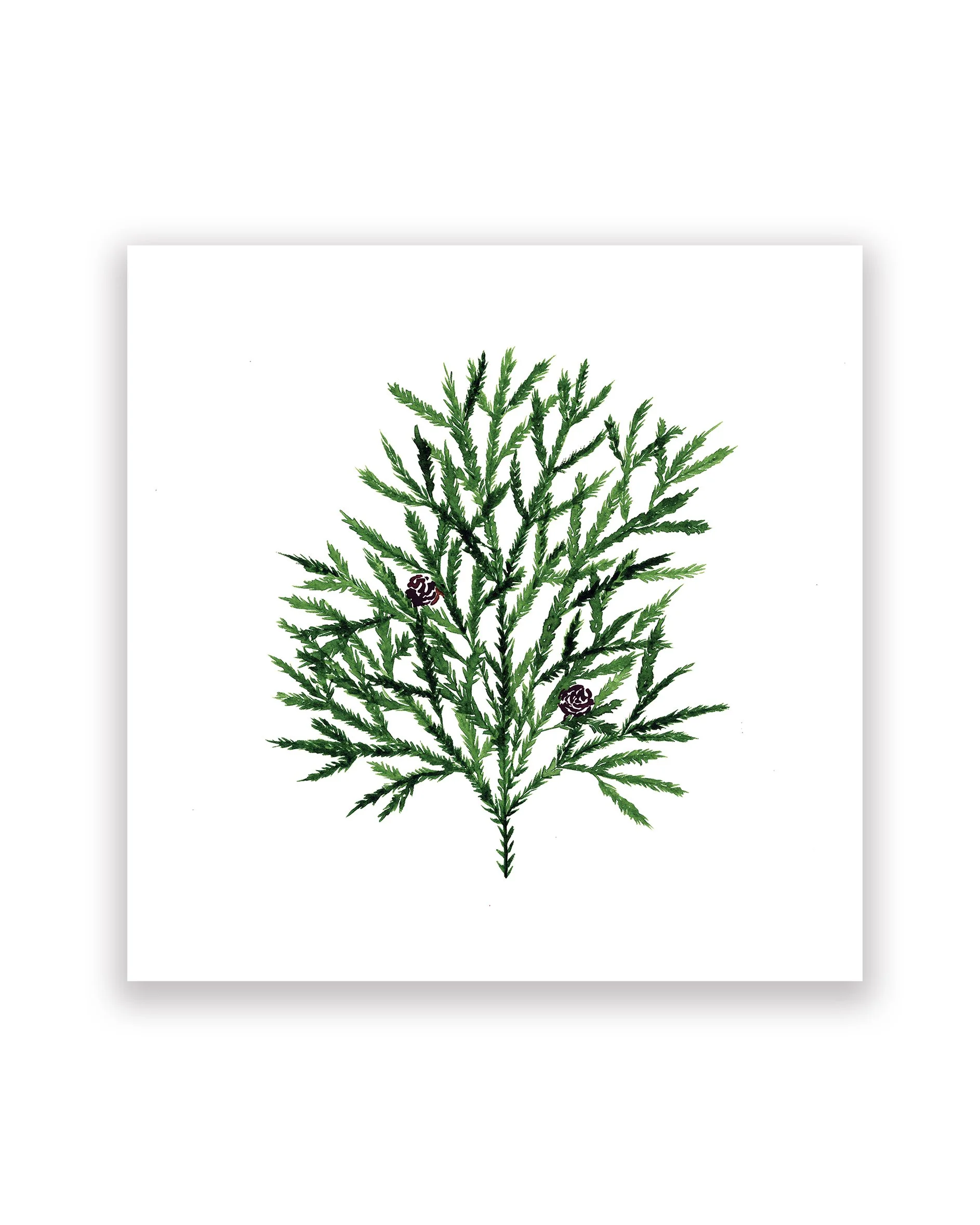 Cedar Print 8x8