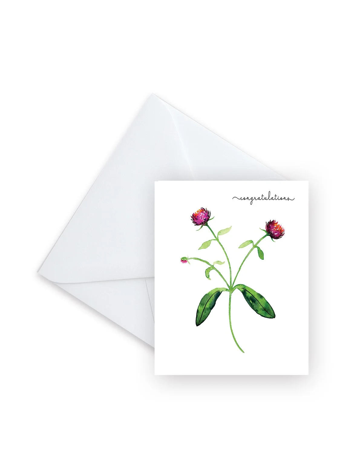 Congratulations Gomphrena